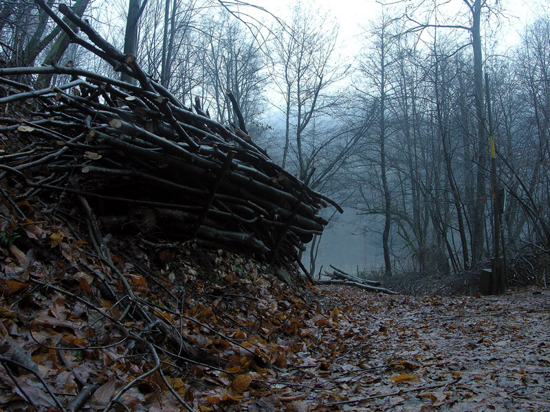 Atmosfere nel bosco......